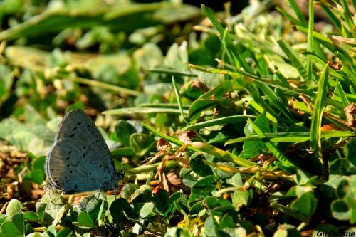 Réf. 142 323 : Celastrina argiolus
