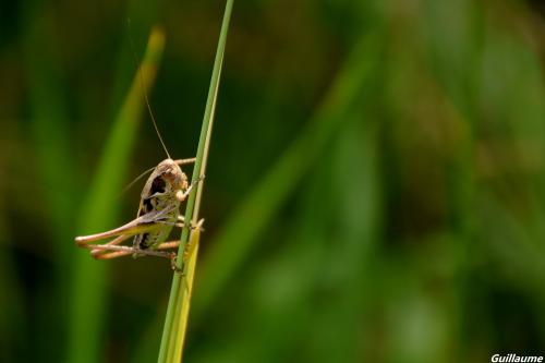 Réf. 142 920 : Platycleis albopunctata