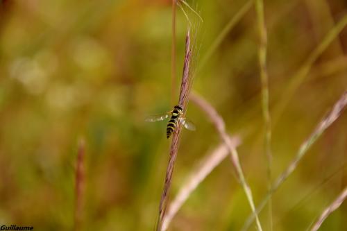 Sphaerophoria sp.