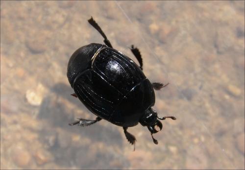 Margarinotus brunneus