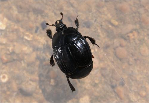 Margarinotus brunneus