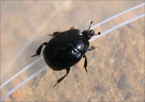 Margarinotus striola succicola
