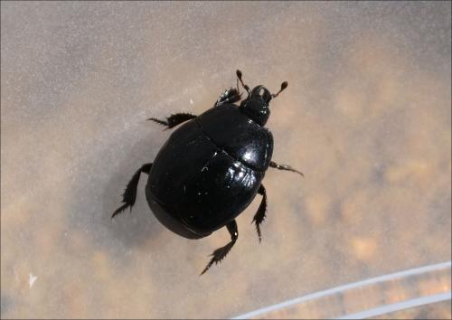 Margarinotus striola succicola