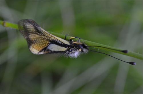 Libelloides coccajus