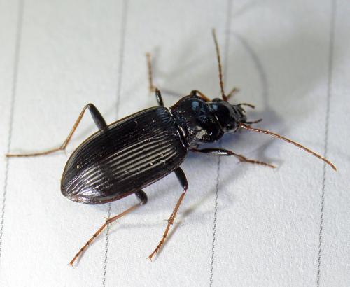 Réf. 142 101 : Nebria salina