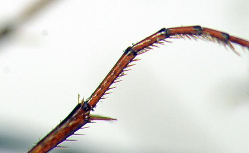 Réf. 142 179 : Nebria salina