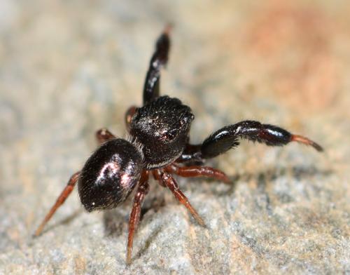 Réf. 142 253 : Sibianor tantulus