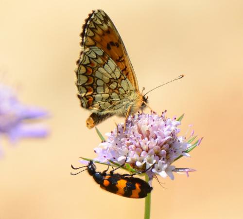 Réf. 142 142 : Mylabris variabilis