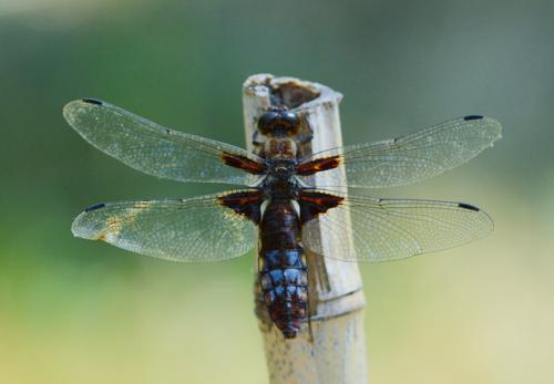 Libellula depressa