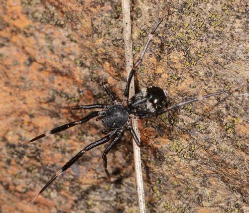Liophrurillus flavitarsis