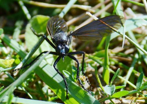 Dasypogon diadema