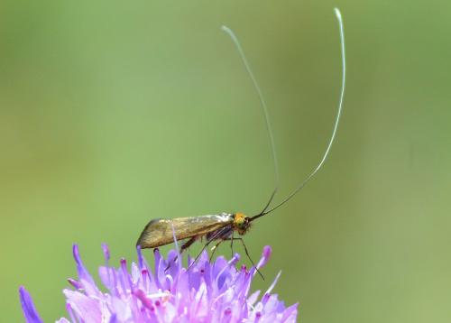 Nemophora metallica