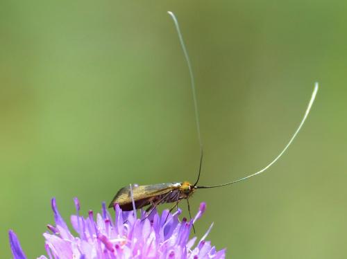 Nemophora metallica