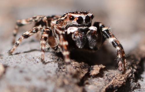 Réf. 142 257 : Attulus rupicola