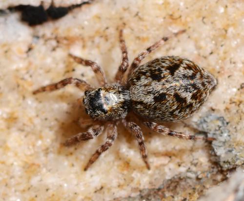 Pseudeuophrys lanigera