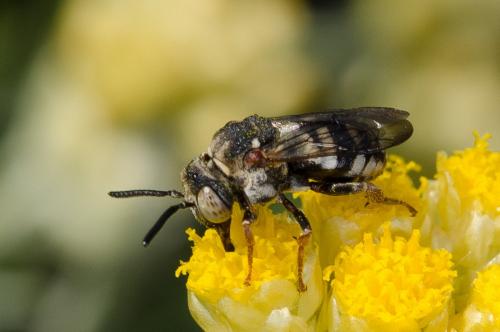 Réf. 142 817 : Epeolus sp.