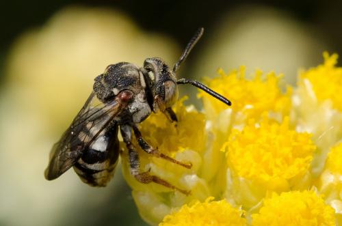 Réf. 142 818 : Epeolus sp.
