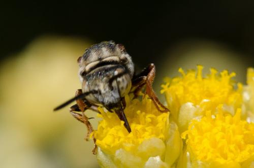 Réf. 142 819 : Epeolus sp.