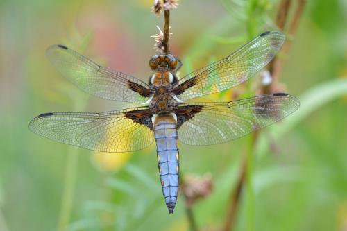 Réf. 142 125 : Libellula depressa