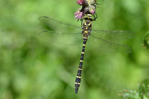 Cordulegaster boltonii