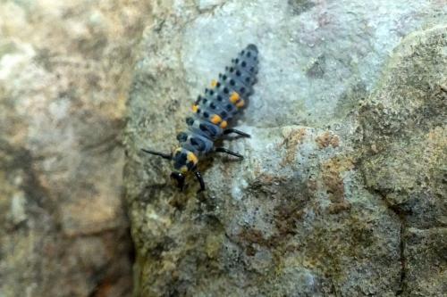 Coccinella septempunctata