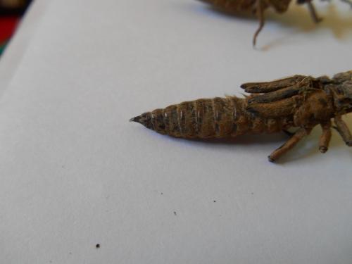 Réf. 142 959 : Cordulegaster bidentata