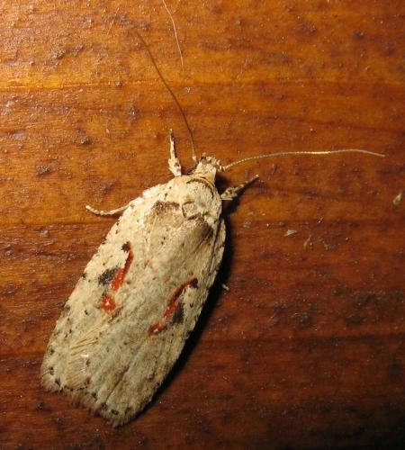 Réf. 142 150 : Agonopterix ocellana