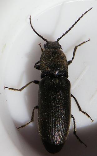 Réf. 142 133 : Hemicrepidius sp.