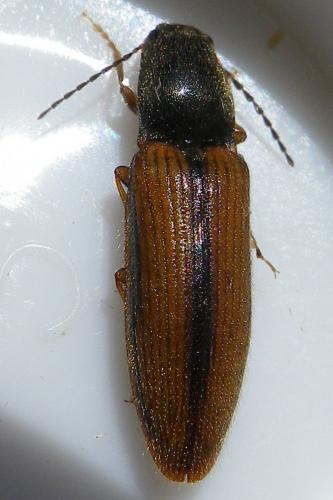 Réf. 142 800 : Athous vittatus