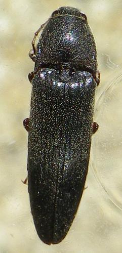 Réf. 142 799 : Melanotus villosus