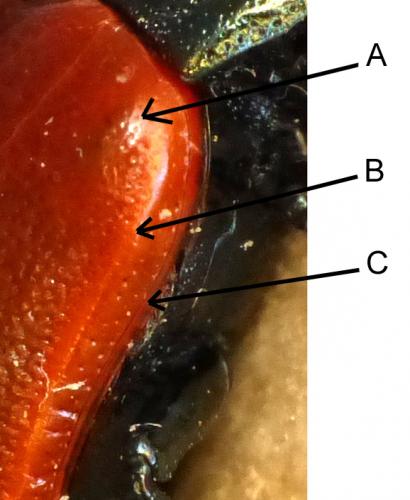 Réf. 142 517 : Chrysomela tremula