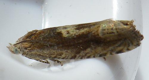 Réf. 142 804 : Eucosma sp.