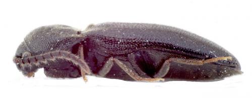 Réf. 142 286 : Microrhagus lepidus
