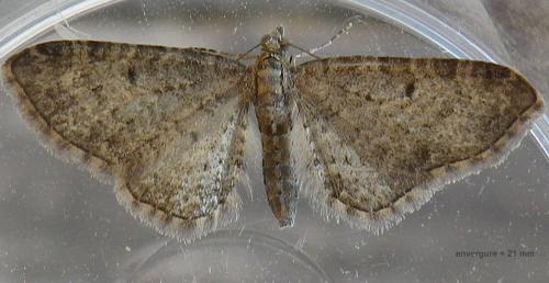 Eupithecia sp.