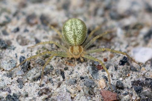 Réf. 142 877 : Philodromus albidus