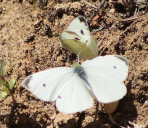 Réf. 142 163 : Pieris sp.
