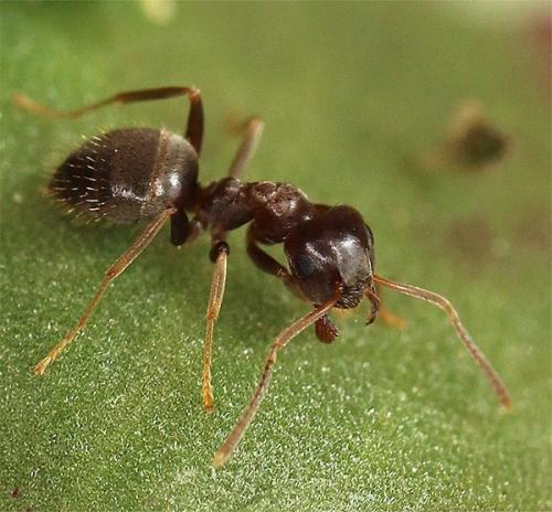 Réf. 142 071 : Lasius sp.