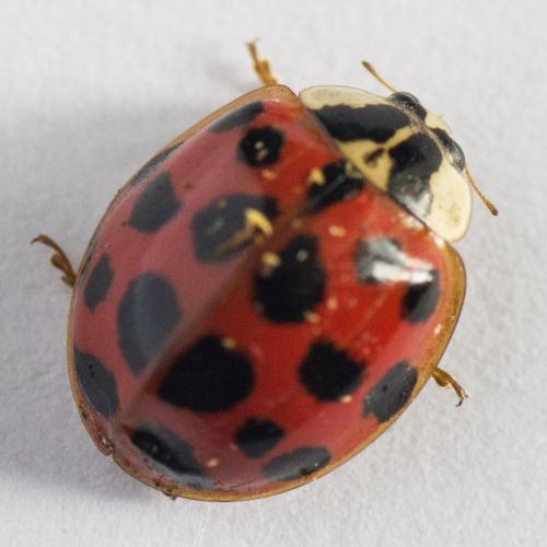 Harmonia axyridis