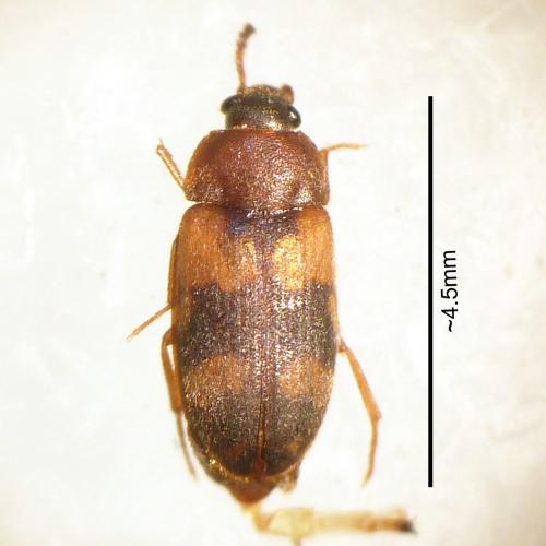 Réf. 142 382 : Mycetophagus piceus