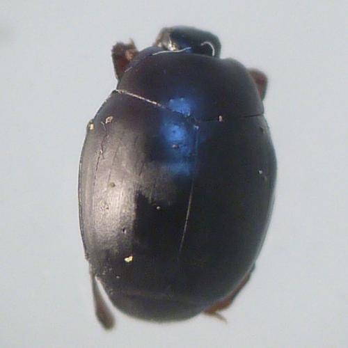 Réf. 142 711 : Dendrophilus pygmaeus
