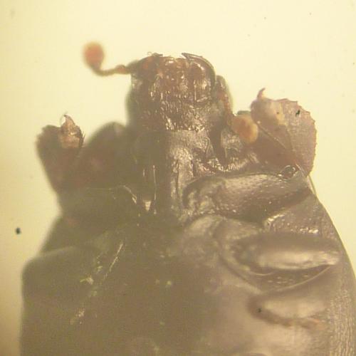 Réf. 142 712 : Dendrophilus pygmaeus