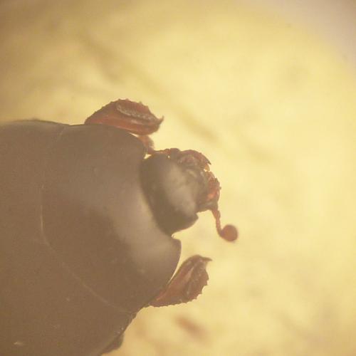 Réf. 142 713 : Dendrophilus pygmaeus
