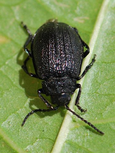 Réf. 142 344 : Galeruca pomonae