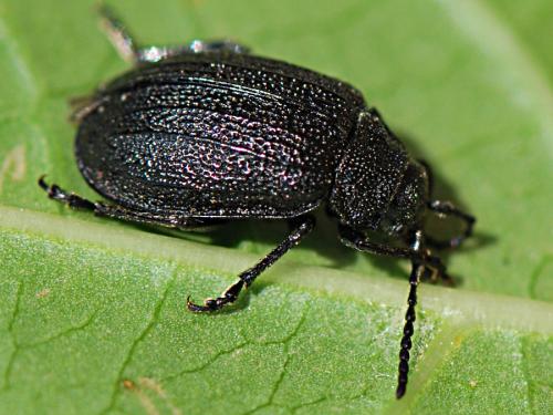 Galeruca pomonae