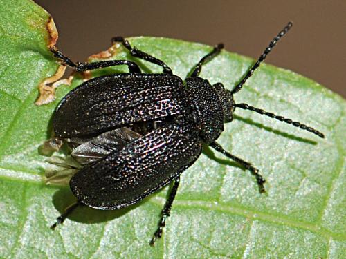Galeruca pomonae