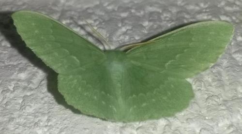 Réf. 142 136 : Geometra papilionaria