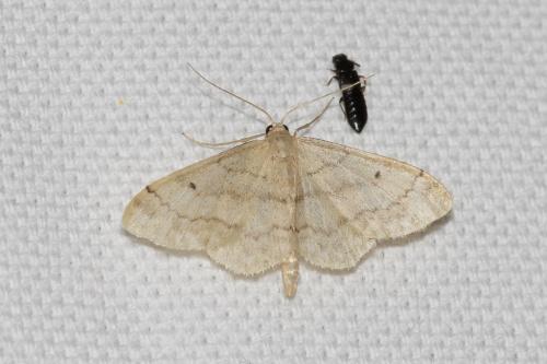 Réf. 142 837 : Idaea biselata