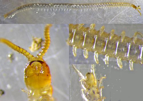 Geophilus carpophagus