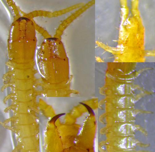 Arctogeophilus inopinatus