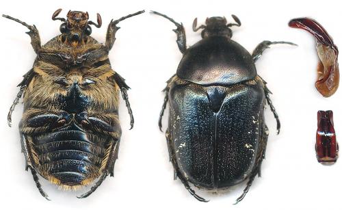 Netocia squamosa